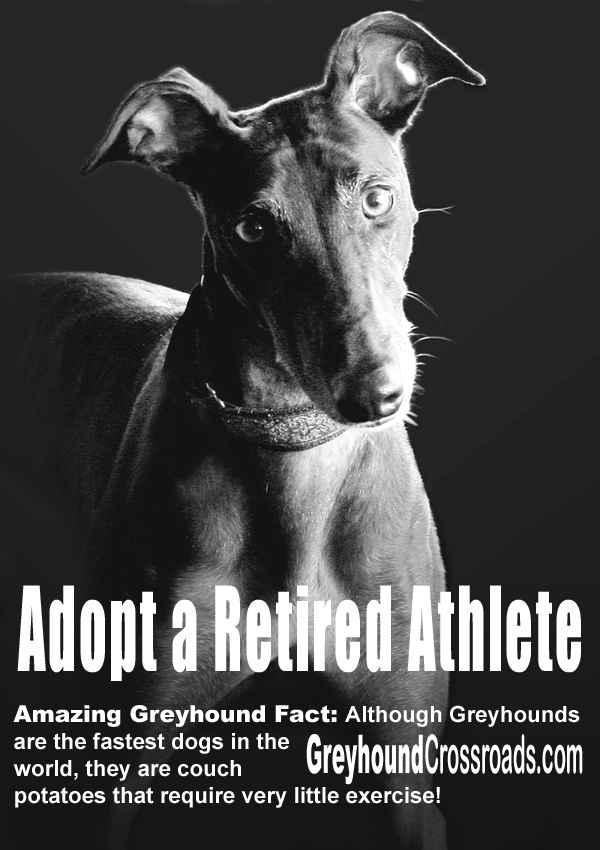 Adopt A Retired Athlete A Greyhound