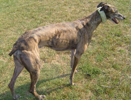 Greyhound Crossroads - How To Know If Your Greyhound Is At The Proper