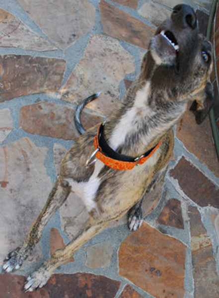 Greyhound Miles goofy picture