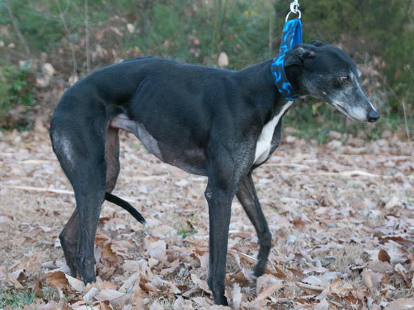 Greyhound photo hunched poor pose avoid this