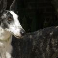GalgoCobra936.jpg