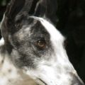 GalgoCobra938face.jpg