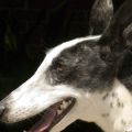 GalgoCobra930.jpg