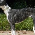 GalgoCobra0920.jpg