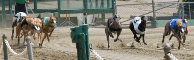 Greyhounds Racing Greyhound Crossroads
