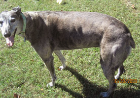 Obese female greyhound over 80lbs