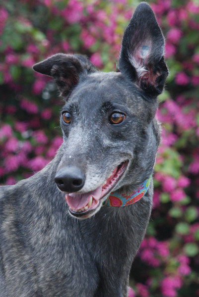 Greyhound Crossroads Greyhound Photo Face