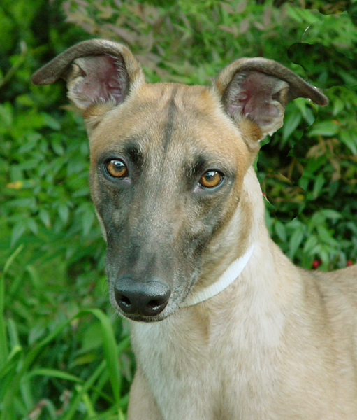 Greyhound Crossroads Photography beautiful eyes