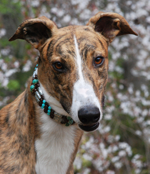 Greyhound Crossroads Photography head shot portrait Stutz