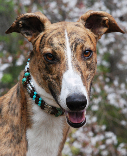 Greyhound Crossroads dog photography Stutz