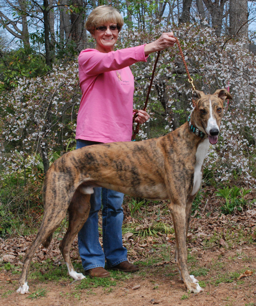 Greyhound Crossroads Dog photography