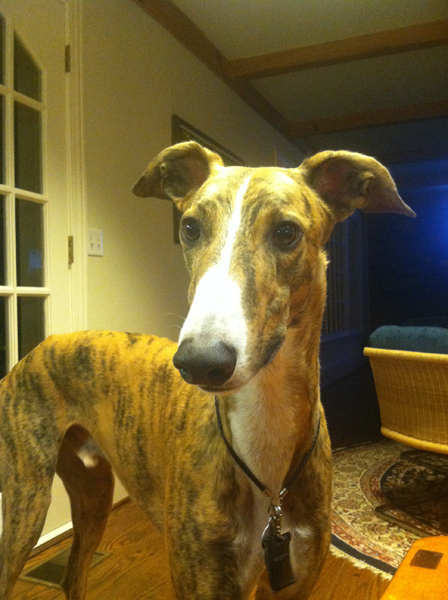 Greyhound photo indoors bad light distorted nose