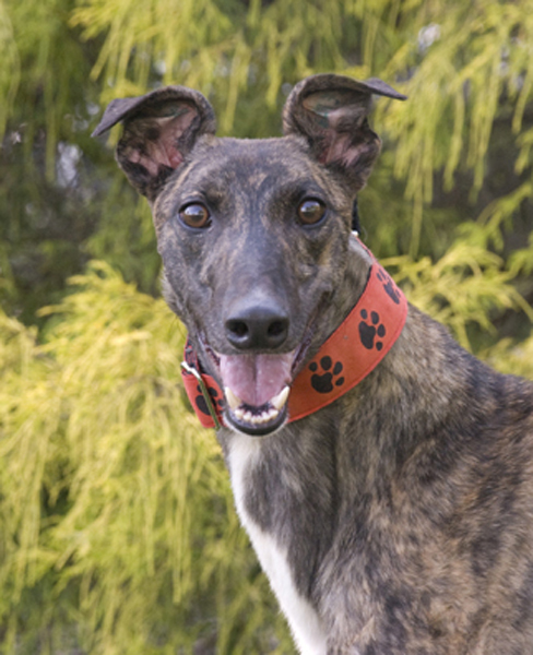 Greyhound Crossroads Dog Photography happy dog