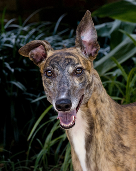 Greyhound Crossroads Photography brindle female