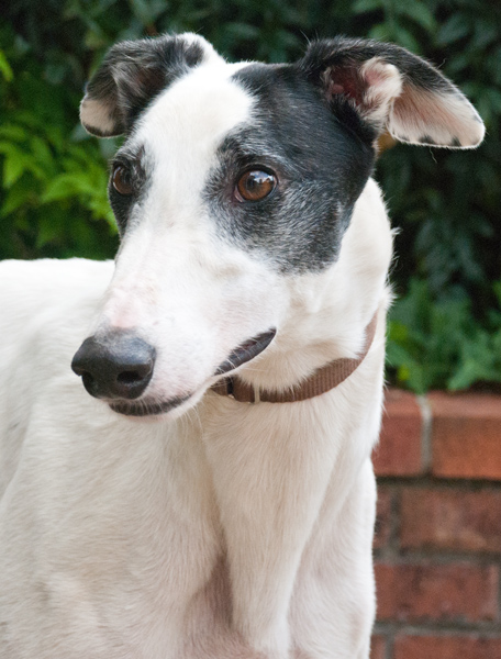 Greyhound Crossroads Photography white and black