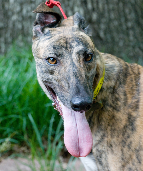Greyhound Photo too much tongue