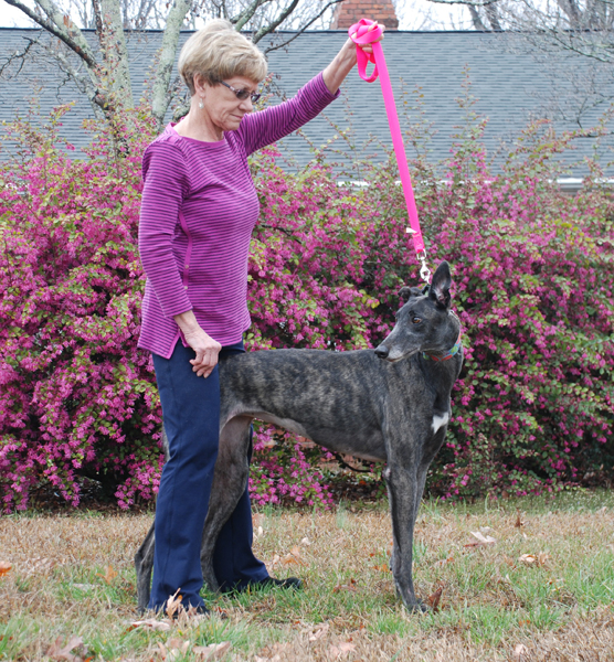 Greyhound Photography Assistant