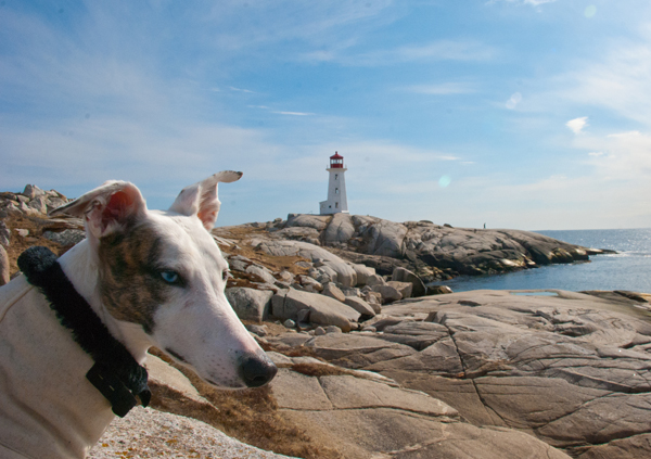 Greyhound Crossroads Greyhound Photography Lighthouse Sugar