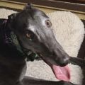 Droopys-Eddie-2Face.jpg