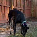 droopys-eddie-4.jpg