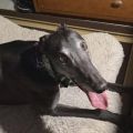 Droopys-Eddie-2.jpg