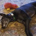 Droopys-Eddie-3.jpg