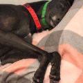 Droopys-Eddie.jpg
