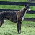 Gisele1.JPG