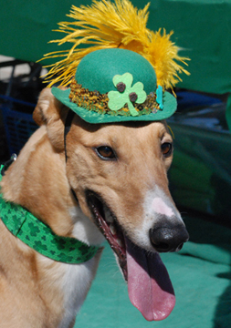 Greyhound Crossroads Irish Festival Greenville