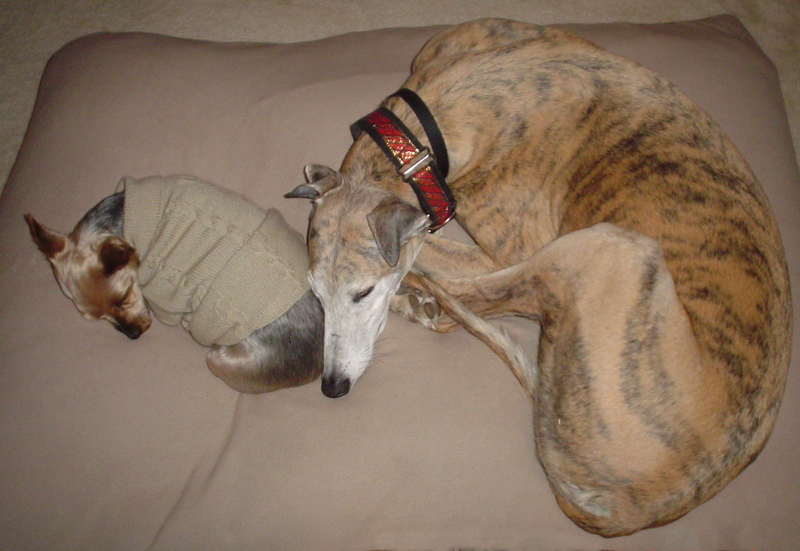 Greyhounds store with cats