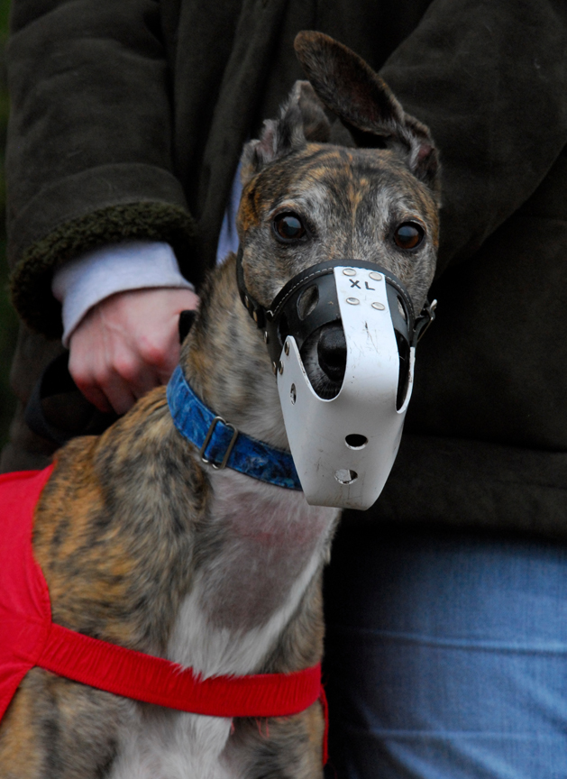 Greyhound Crossroads Racing Muzzle