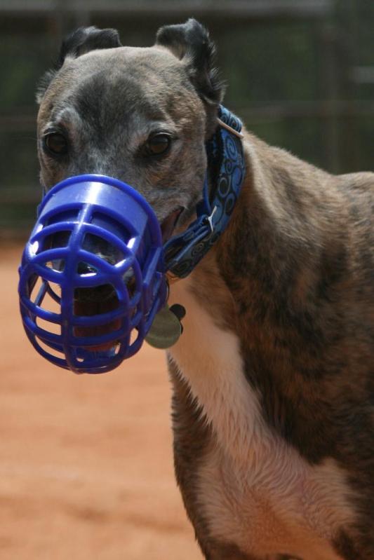 Greyhound Crossroads Kennel Muzzle