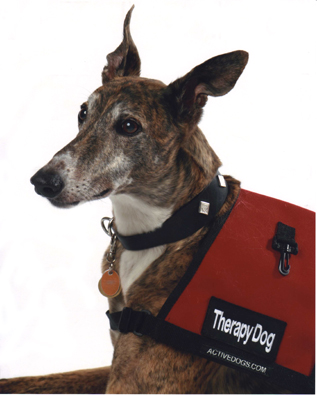 Greyhounds Make Great Therapy Dogs M's Wrong Dog