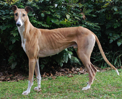 Thin Large Male Greyhound 74lbs