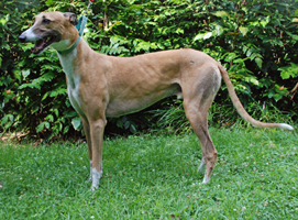 Greyhound Crossroads - How To Know If Your Greyhound Is At The Proper ...