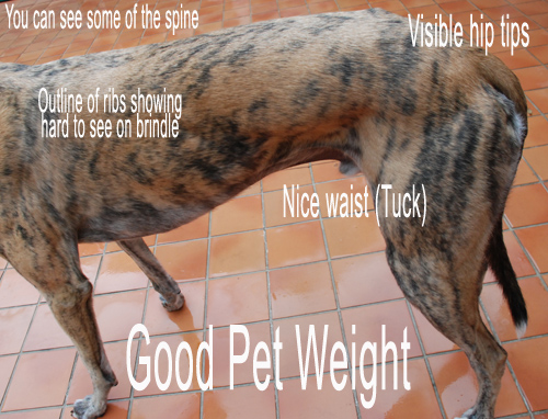 Greyhound at Good Pet Weight