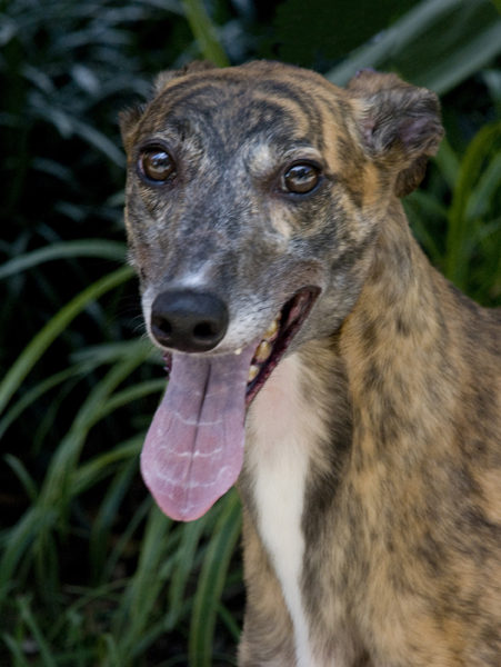Greyhound photo tongue