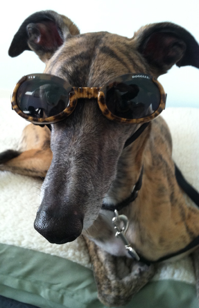 Greyhound Miles wearing goggles