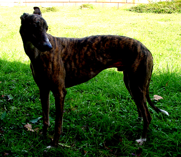 Greyhound photo avoid too much backlighting