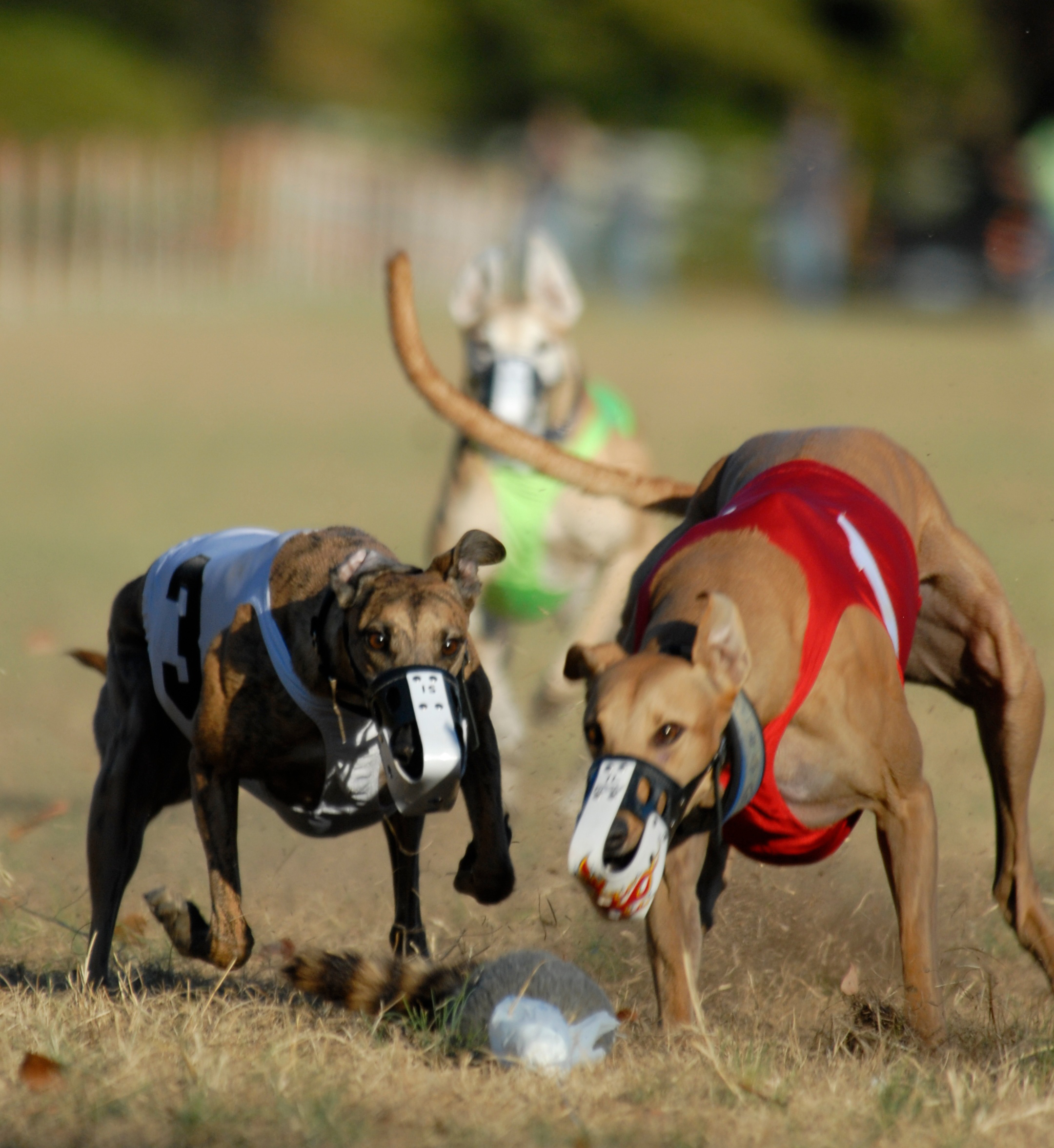 Greyhound Crossroads - Lure Coursing